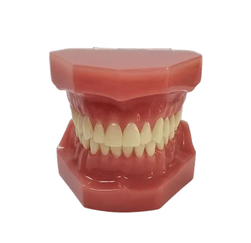 Typodont - modèle de démonstration